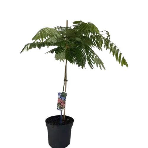 Arborele de mătase , Albizia Julibrissin Ombrella Rosso ,H60/80 , ghiveci 3lt