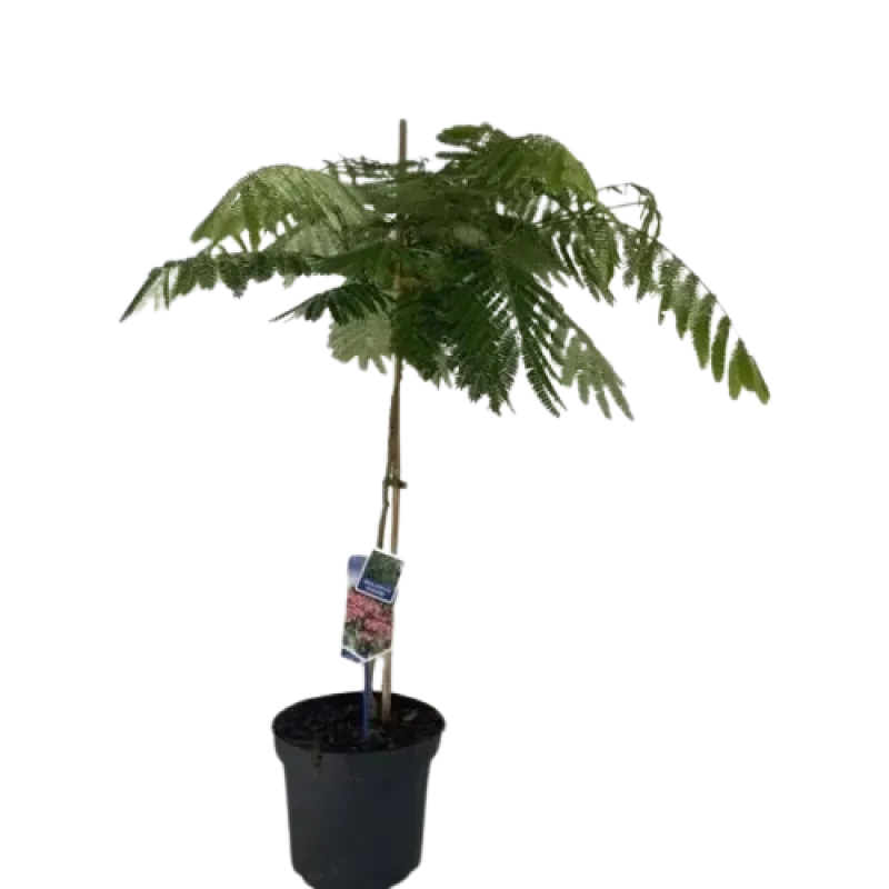 Albizia Julibrissin Ombrella Rosso 60/80 Albizia Julibrissin Ombrella Rosso 60/80