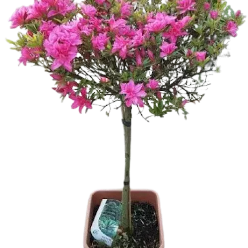 Azalea Japonica 1/4 Fusto pe picior 60-80 cm Azalea Japonica 1/4 Fusto pe picior 60-80 cm