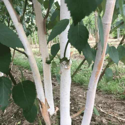 Mesteacan cu multiple tulpini , Betula multi-stem , ghiveci 55lt Mesteacan cu multiple tulpini , Betula multi-stem , ghiveci 55lt