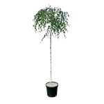 Mesteacan umbrela , Betula utilis Long Trunk , H150-170 cm , ghiveci 18lt