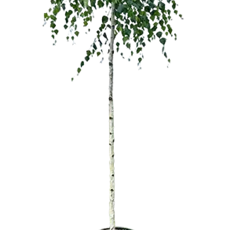 Mesteacan umbrela , Betula utilis Long Trunk , H150-170 cm , ghiveci 18lt