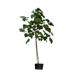 Paulownia tomentosa 350+ cm