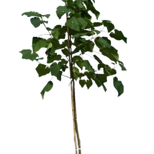 Arborele Prințesei , Paulownia tomentosa , H350+ cm , ghiveci 35lt