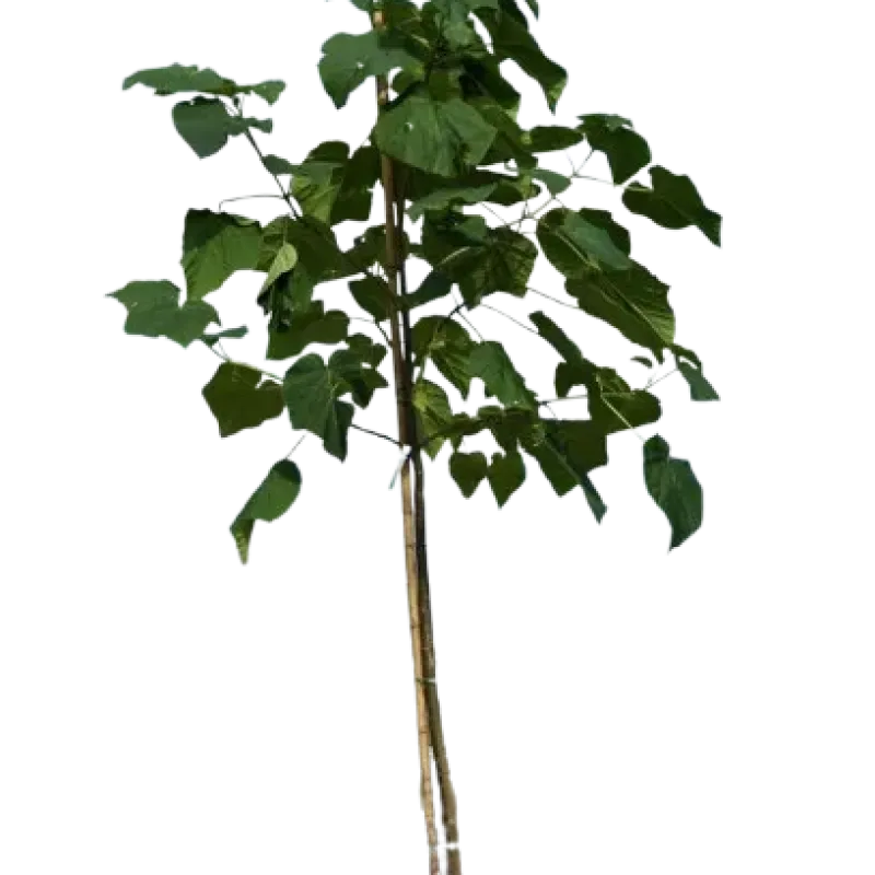 Paulownia tomentosa 350+ cm
