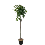 Ulmus 'Camperdownii'  ; 200 cm