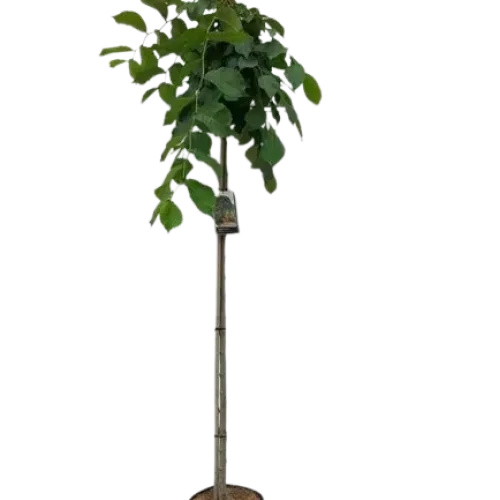 Ulm plângător , Ulmus 'Camperdownii'  , H200 cm , ghiveci 18lt 