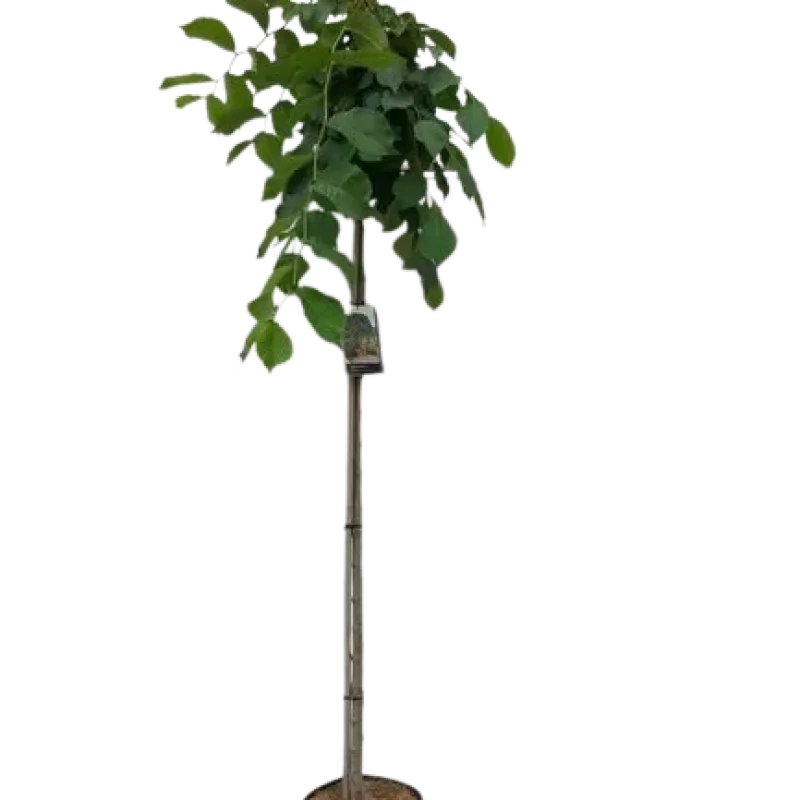 Ulmus 'Camperdownii'  ; 200 cm