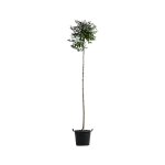 Frasin , Fraxinus ornus mecsek ; H230-240 cm , ghiveci 25lt