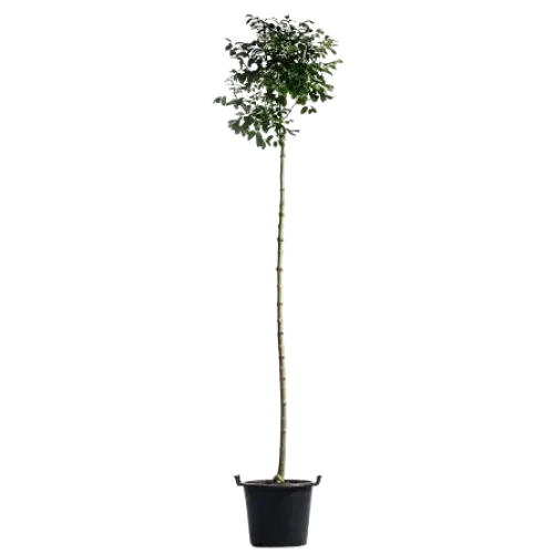 Frasin , Fraxinus ornus mecsek ; H230-240 cm , ghiveci 25lt