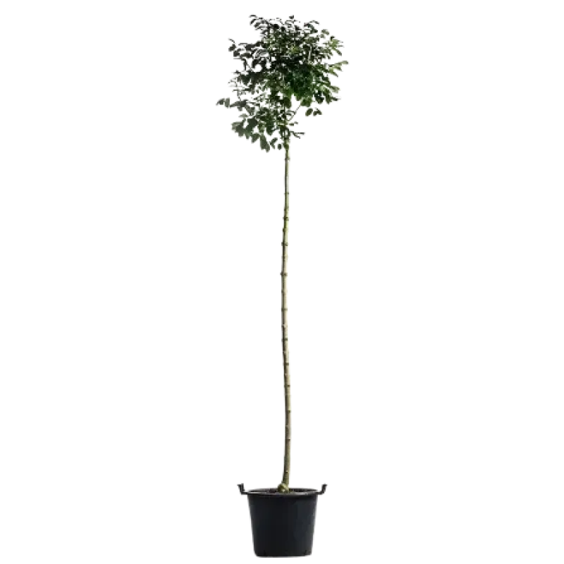 Frasin , Fraxinus ornus mecsek ; H230-240 cm , ghiveci 25lt