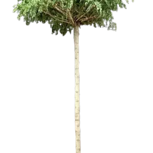 Salcam Globular , Robinia pseudoacacia 'Umbraculifera' ,H240-260 cm , clt 25