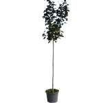 Acer platanoides Royal Red , 240-260 cm , clt 25