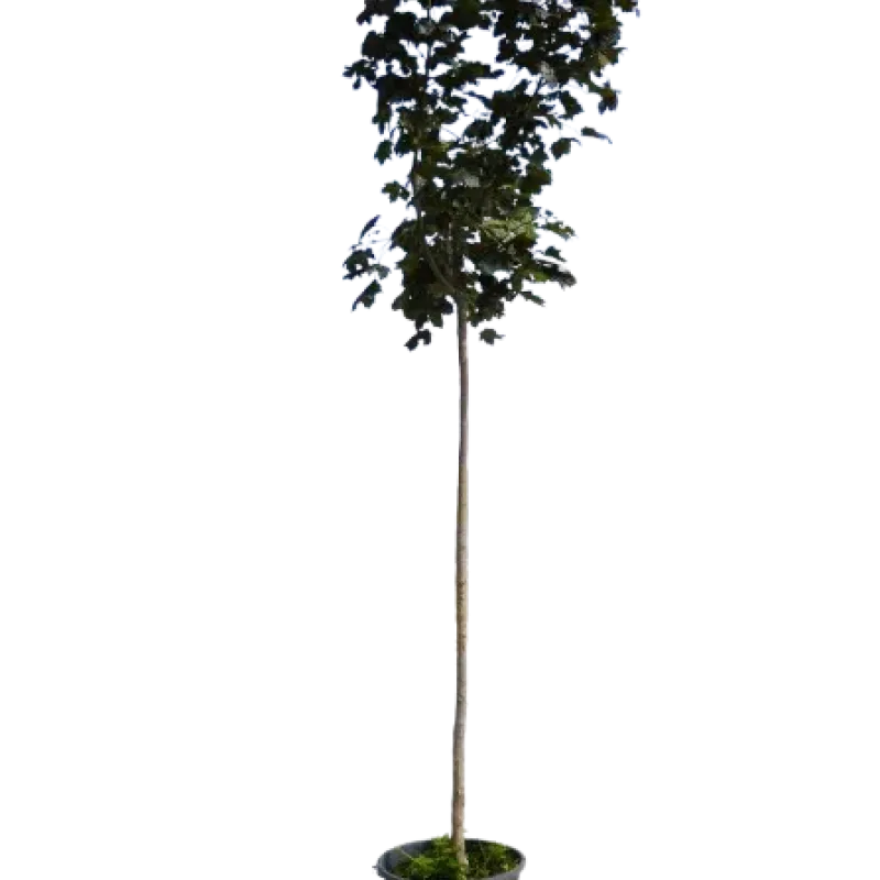Acer platanoides Royal Red , 240-260 cm , clt 25