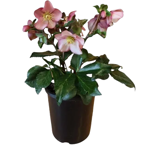 Planta Helleborus, Trandafirul Craciunului, PlantaTerra, h40-50 cm . ghiveci 1L
