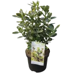 Planta Euonymus japonicus, Fusain japonez, H 20-25 cm, ghiveci 0, 5L