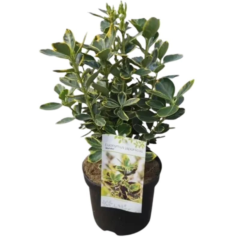 Planta Euonymus japonicus, Fusain japonez, H 20-25 cm, ghiveci 0, 5L