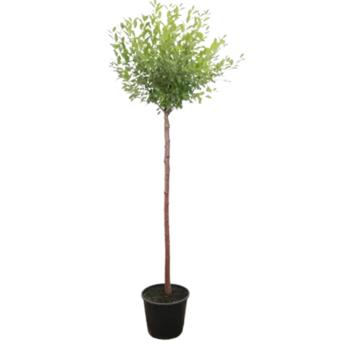 Prun globular , Prunus Umbraculifera 'Globosa' , 240-260 cm , clt 18