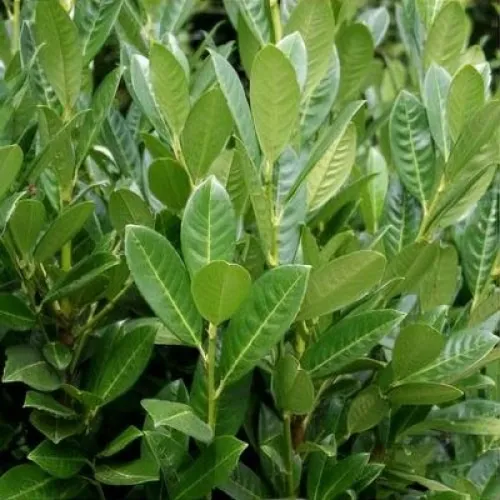 Prun globular , Prunus Umbraculifera 'Globosa' , 240-260 cm , clt 18 Prun globular , Prunus Umbraculifera 'Globosa' , 240-260 cm , clt 18