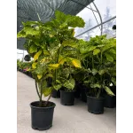 Aucuba japonica variegata , 60/80 cm Aucuba japonica variegata , 60/80 cm