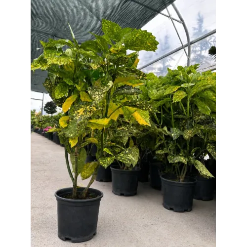 Aucuba japonica variegata , 60/80 cm