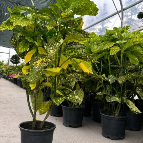Aucuba japonica variegata , 60/80 cm