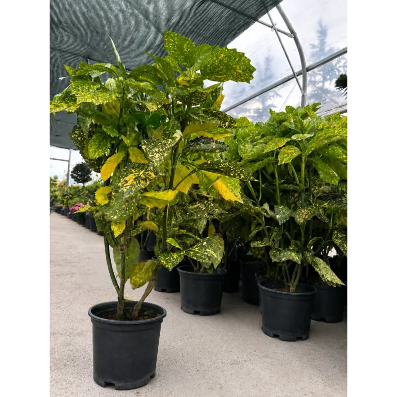 Aucuba japonica variegata , 60/80 cm Aucuba japonica variegata , 60/80 cm