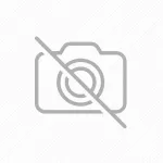 Azalea Japonica 1/2 Fusto Azalea Japonica 1/2 Fusto